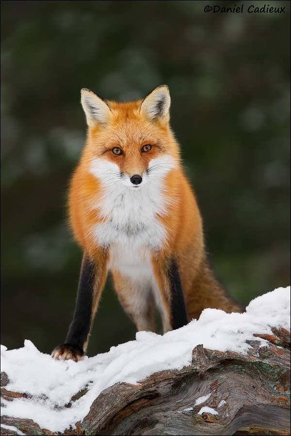 Canon EOS 7D + Canon EF 500mm F4L IS II USM sample photo. Red fox confrontation photography