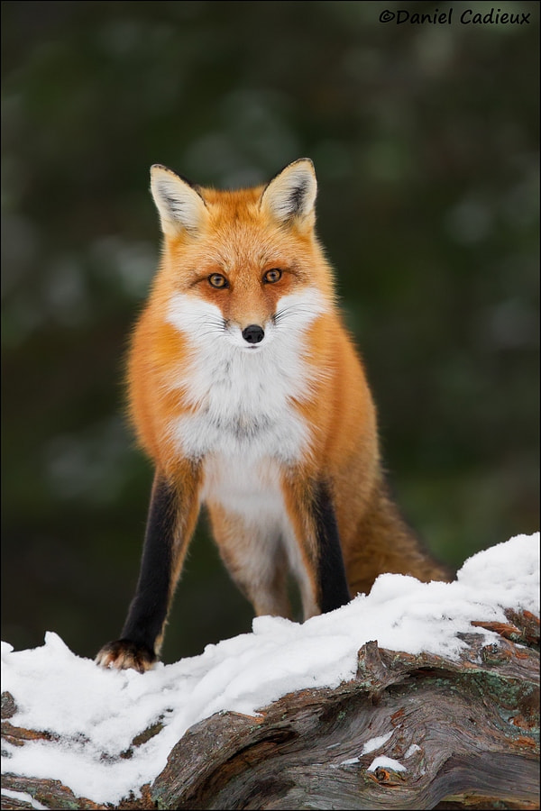 Canon EF 500mm F4L IS II USM sample photo. Red fox confrontation photography