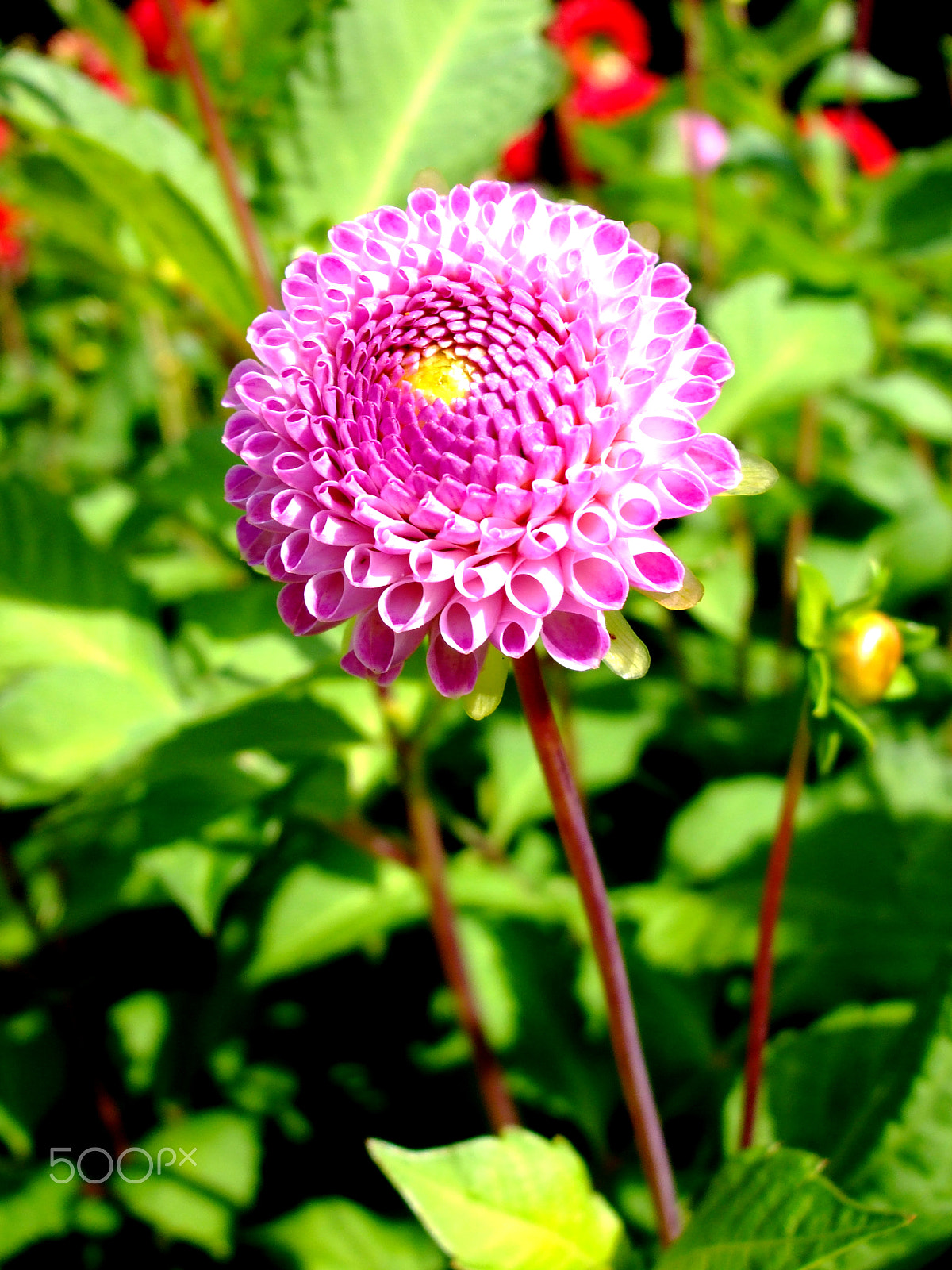 Fujifilm FinePix A920 sample photo