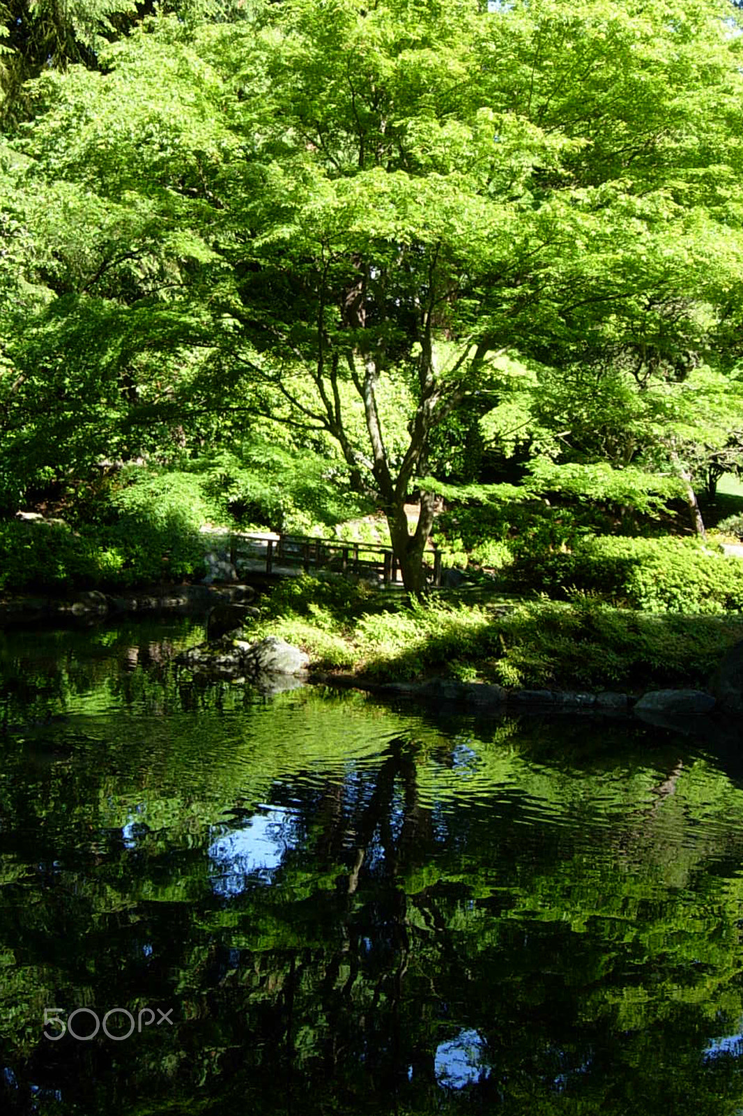 Nikon COOLPIX P4 sample photo. Japanese garden 2 photography