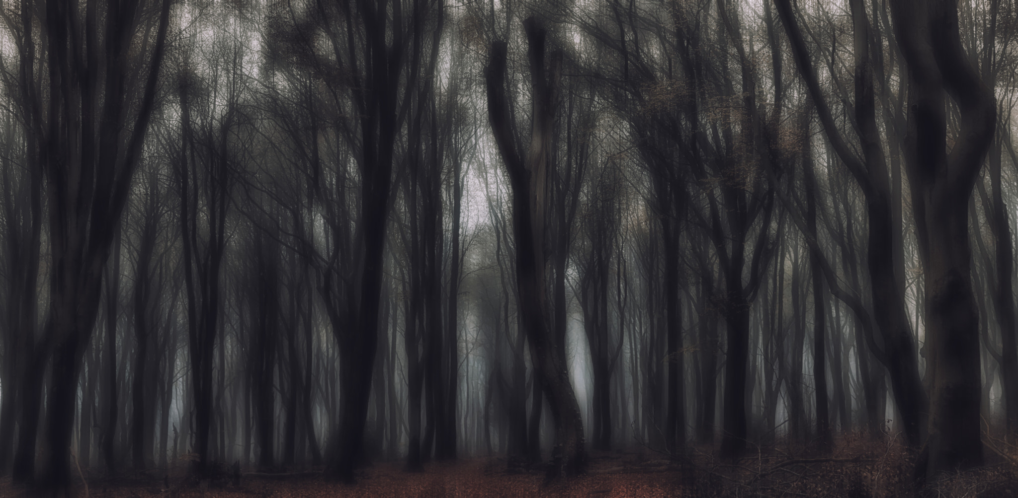 Sigma 50-500mm F4-6.3 EX APO RF HSM sample photo. Into the woods photography
