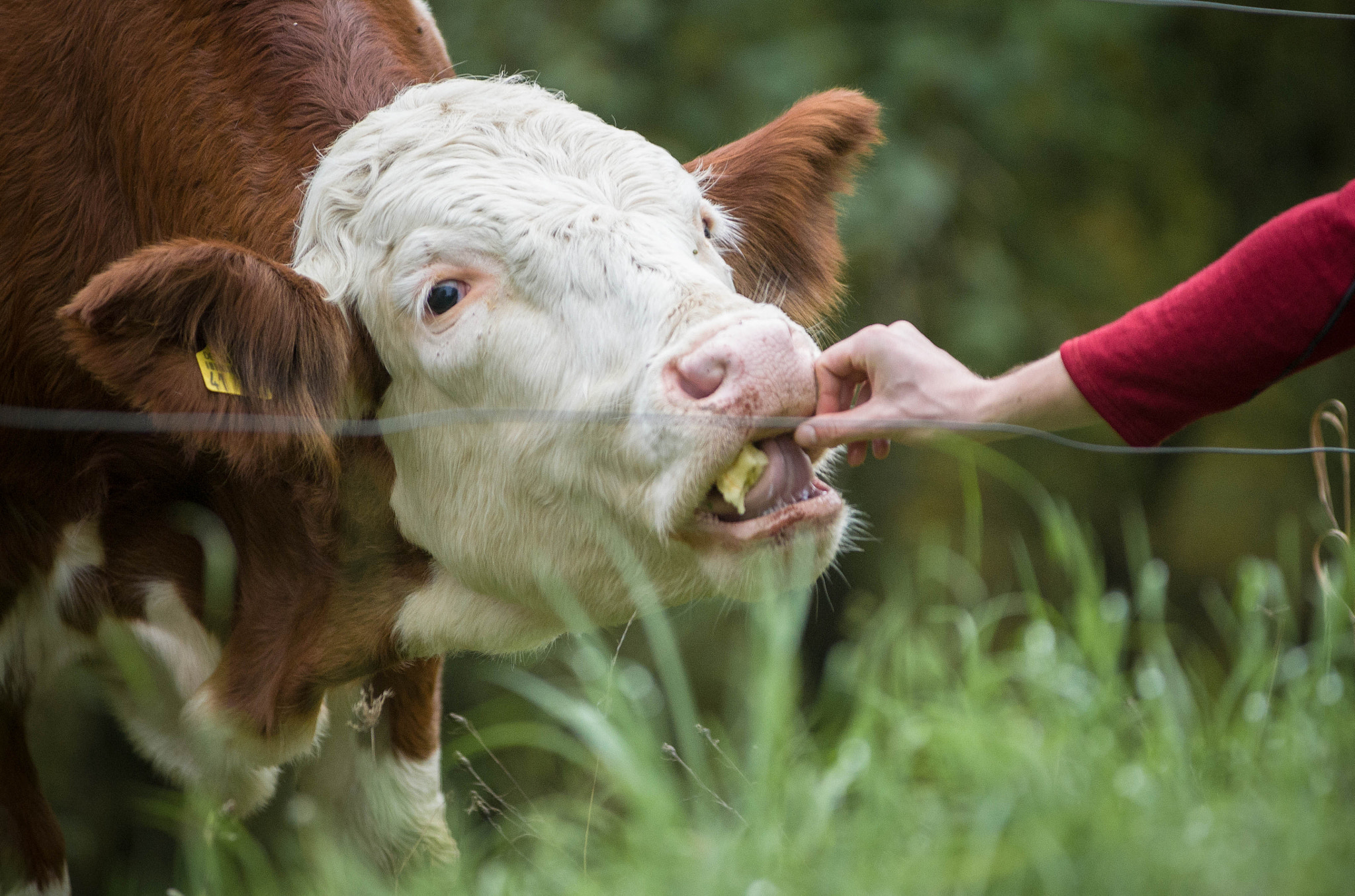 AF-S Zoom-Nikkor 80-200mm f/2.8D IF-ED sample photo. Cow photography