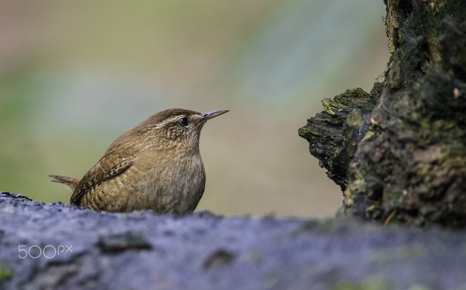 Pentax K-5 IIs sample photo. Winterkoning photography