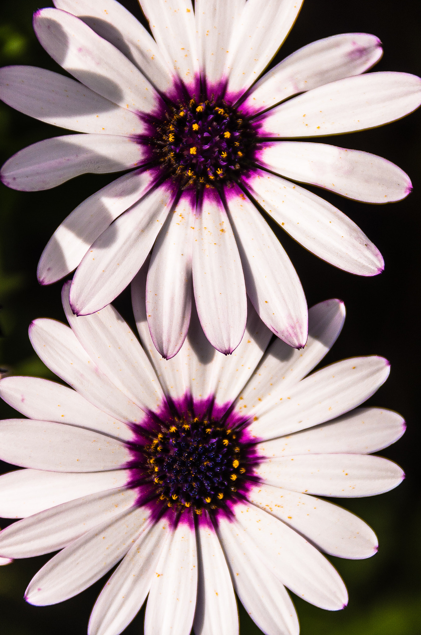 Pentax K-r sample photo. Margaritas photography