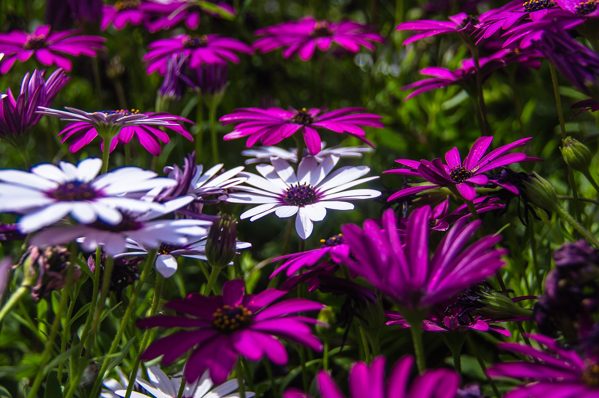 Pentax K-r sample photo. Margaritas de colores photography