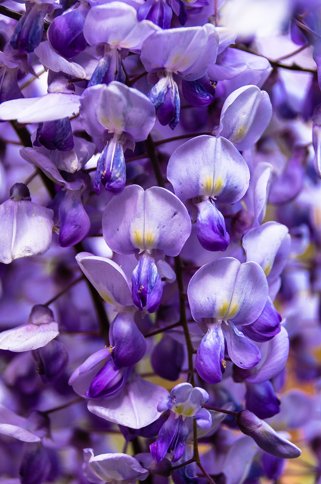 Pentax K-r sample photo. Lirios photography