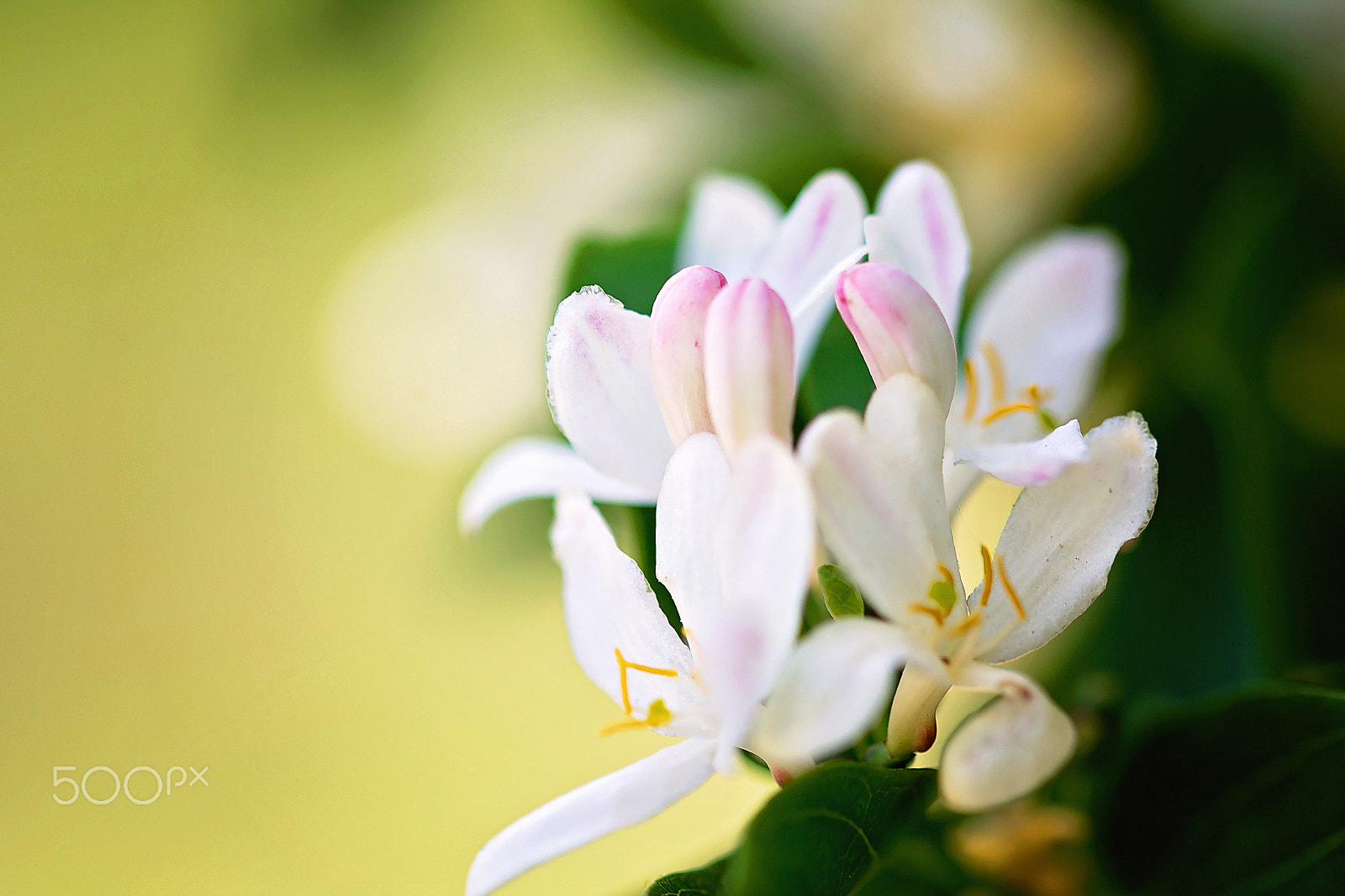 Sigma 105mm F2.8 EX DG OS HSM sample photo. Flowers photography