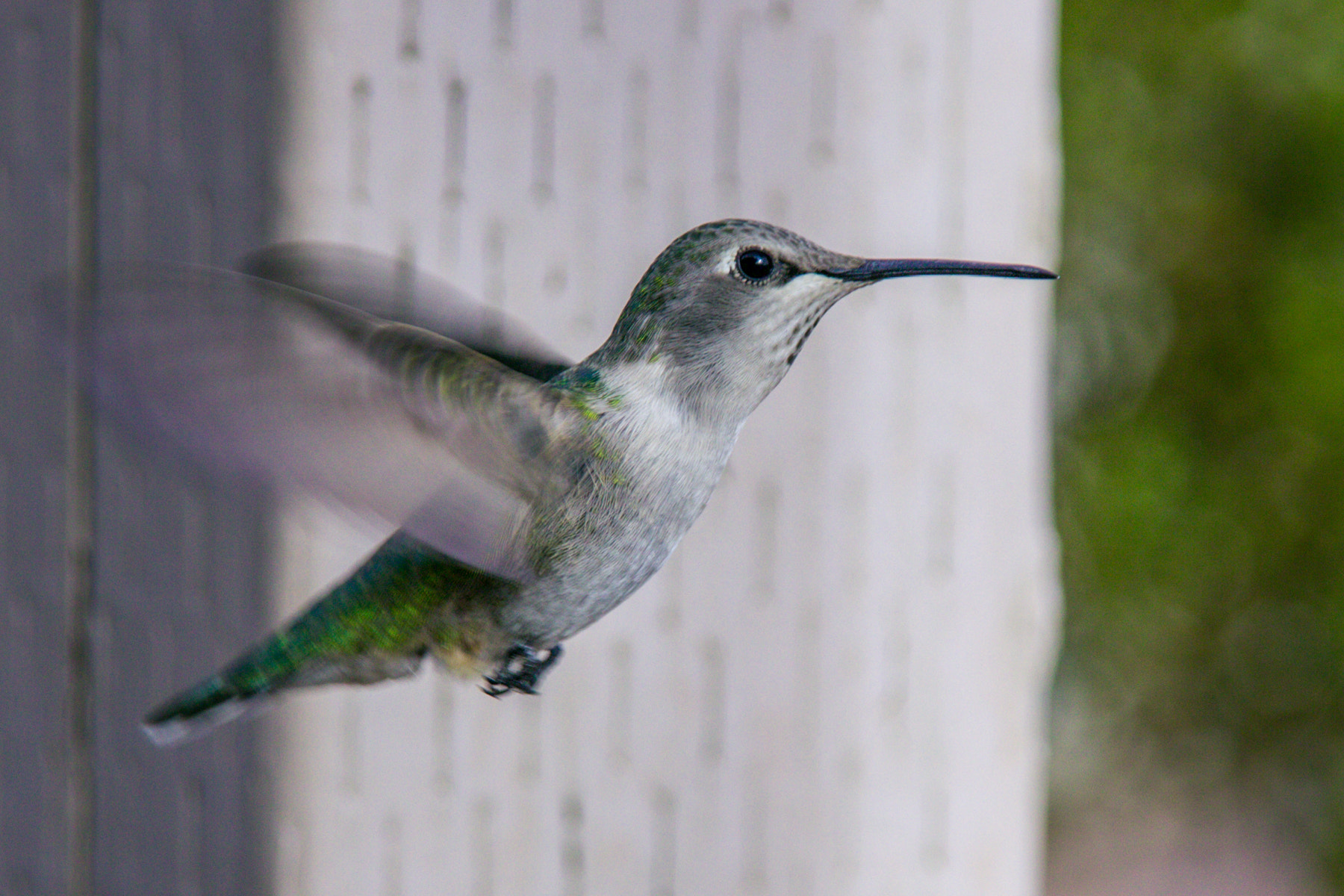 Sigma 18-200mm f/3.5-6.3 DC OS sample photo. Hummingbird photography