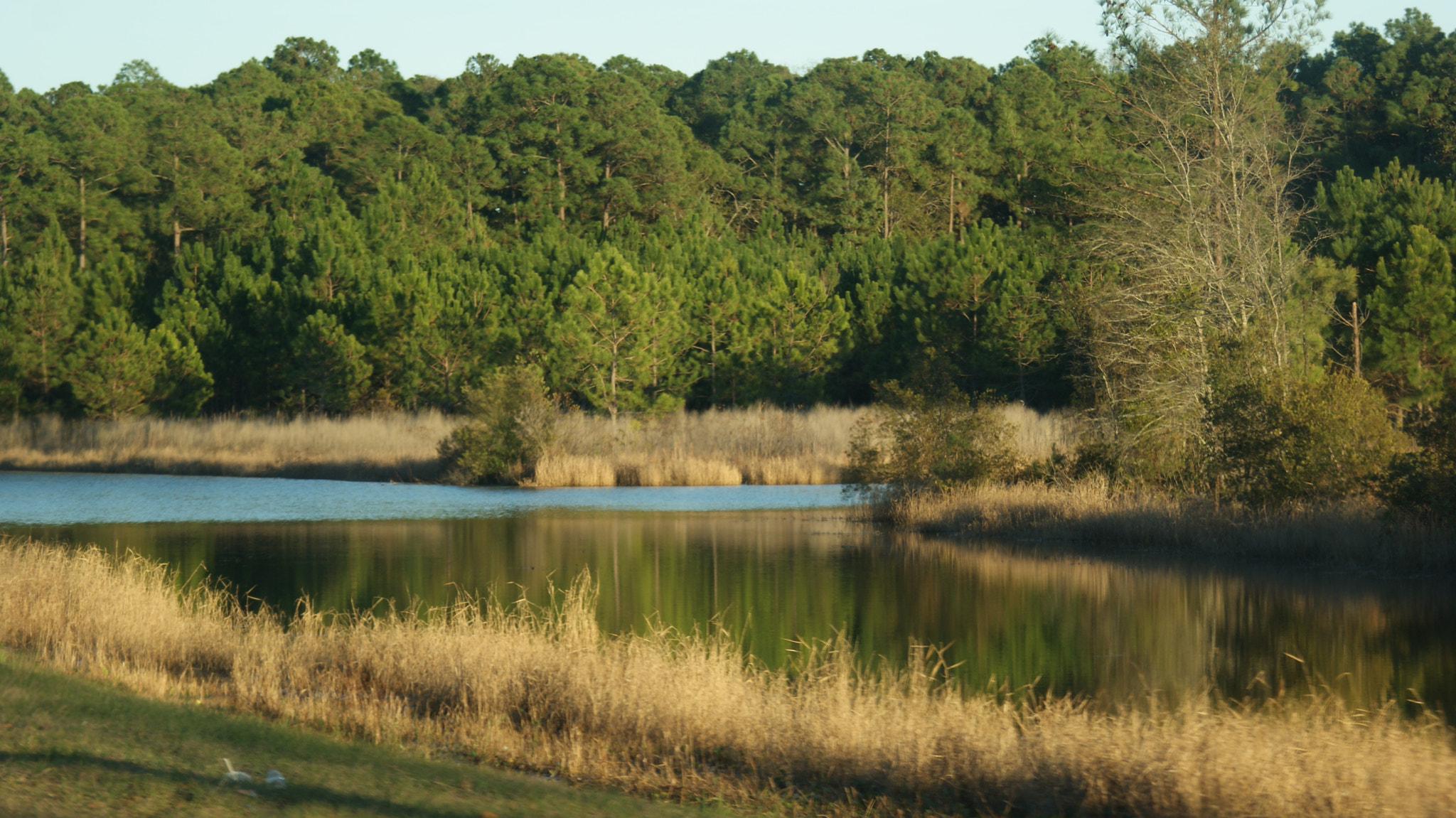 Sony Alpha DSLR-A230 + Minolta AF 28-100mm F3.5-5.6 (D) sample photo. Gator pond photography