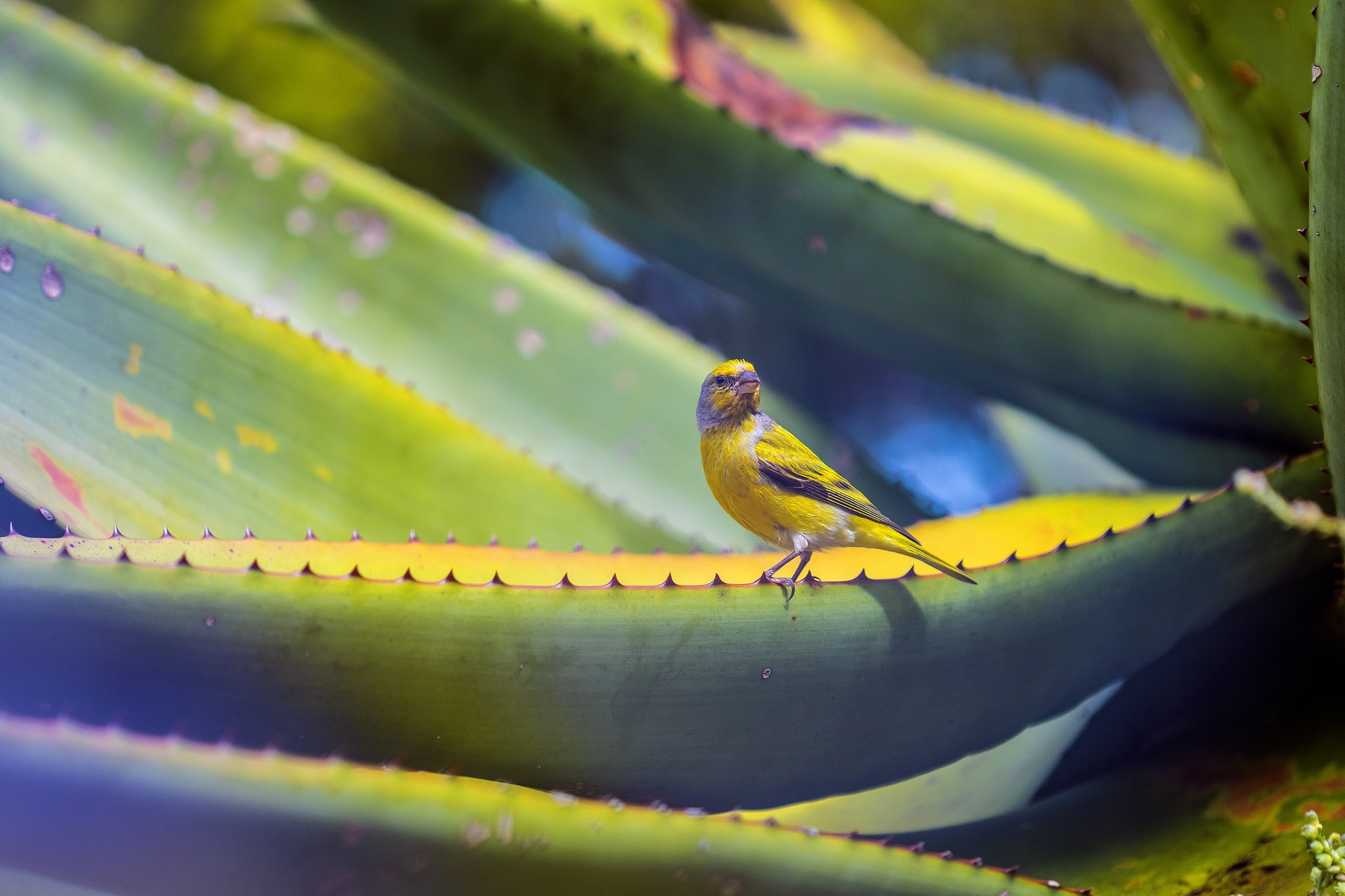 Canon EF 100mm F2.8 Macro USM sample photo. Kirstenbosch photography