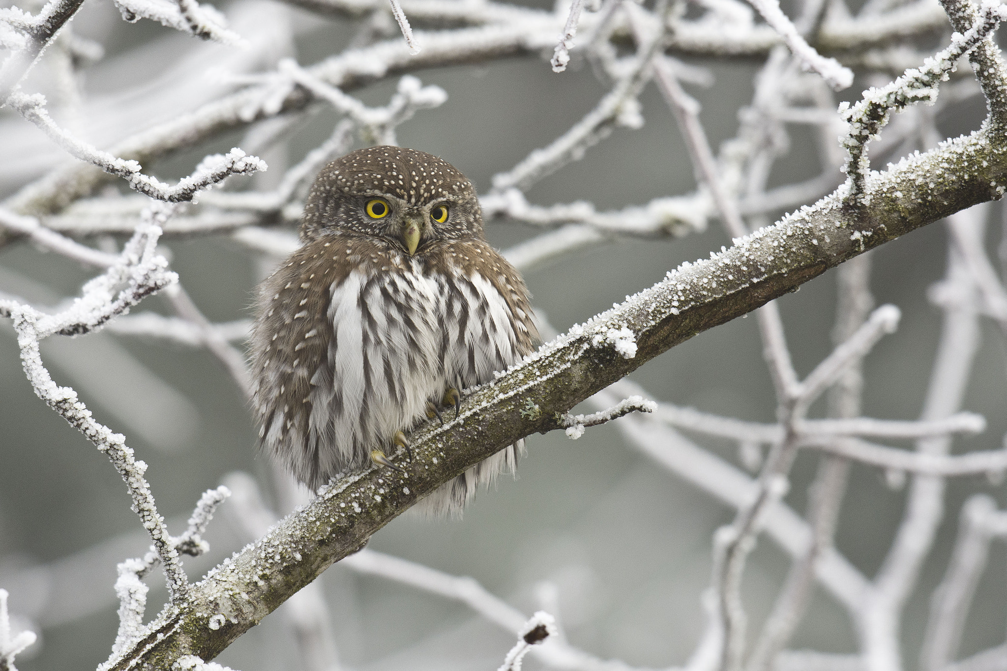 Nikon D7200 + Nikon AF-S Nikkor 500mm F4G ED VR sample photo. Northern pygmy-owl fresh 2016 photography