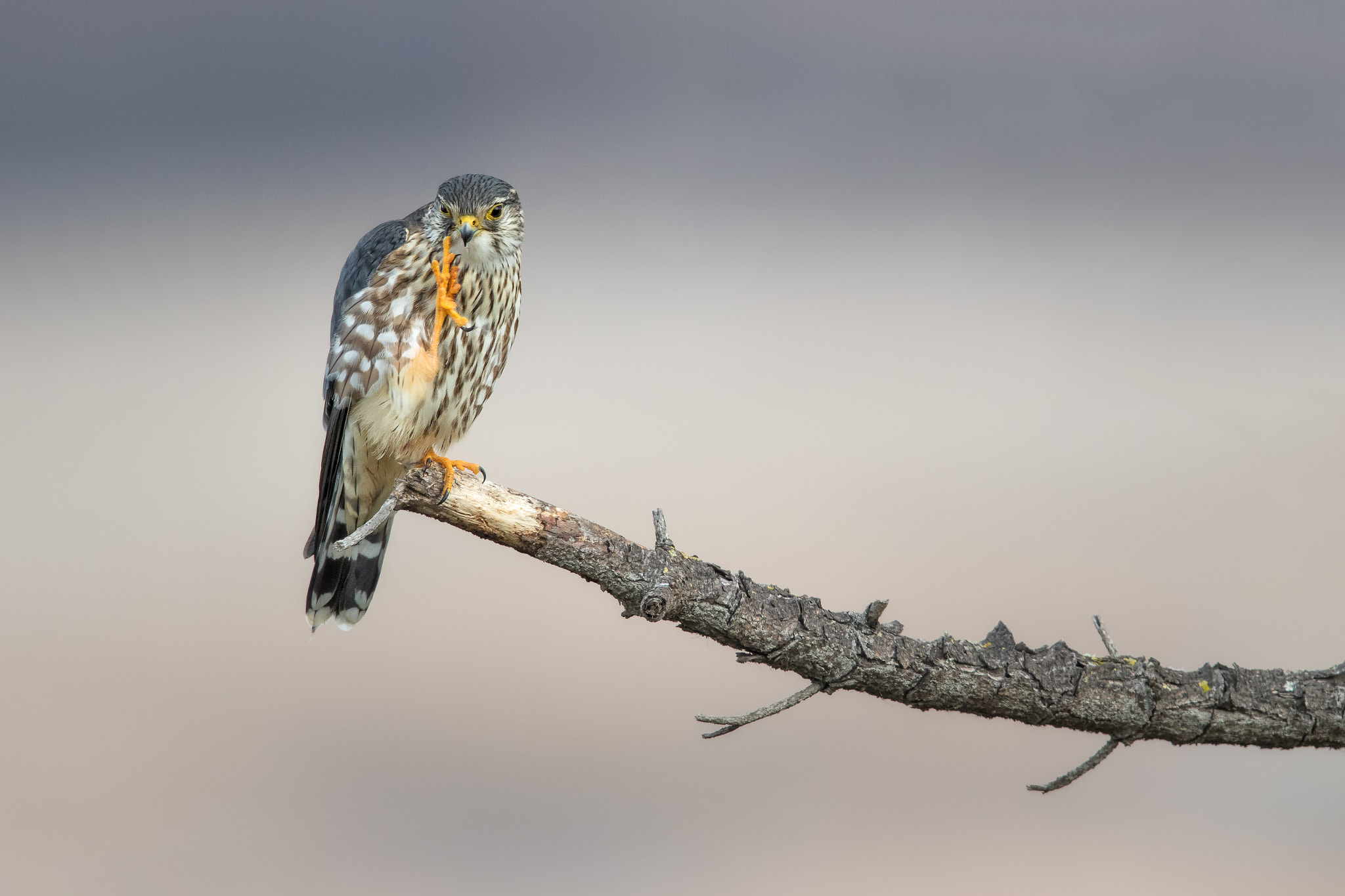 Canon EF 600mm F4L IS II USM sample photo. Now, you listen to me.. photography