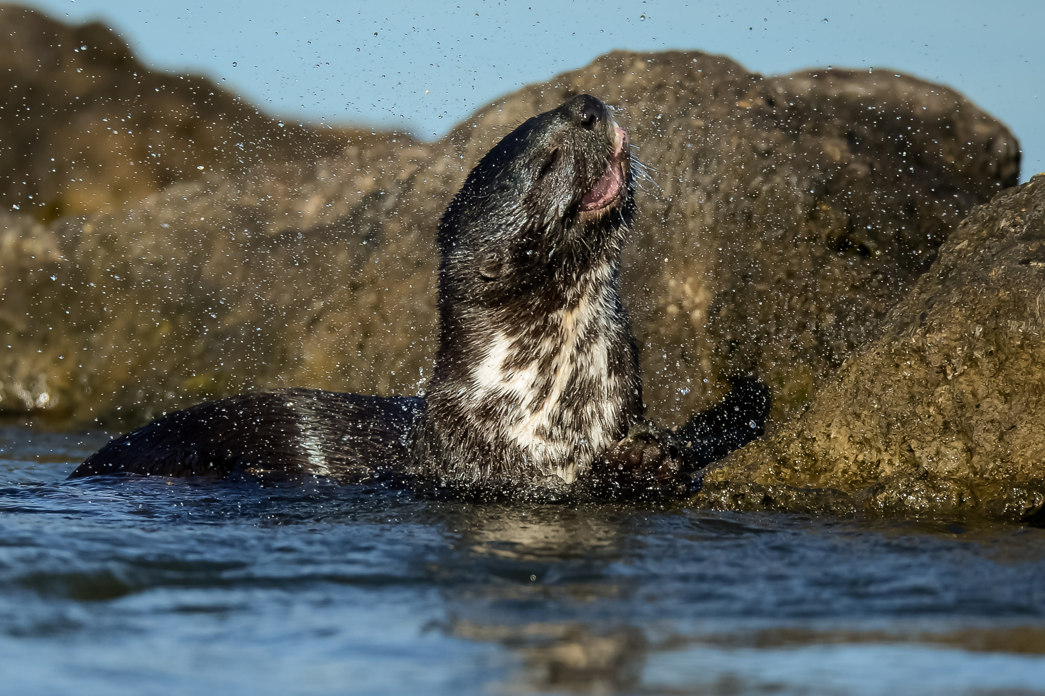 Nikon AF-S Nikkor 500mm F4D ED-IF II sample photo. Spotted-necked otter photography