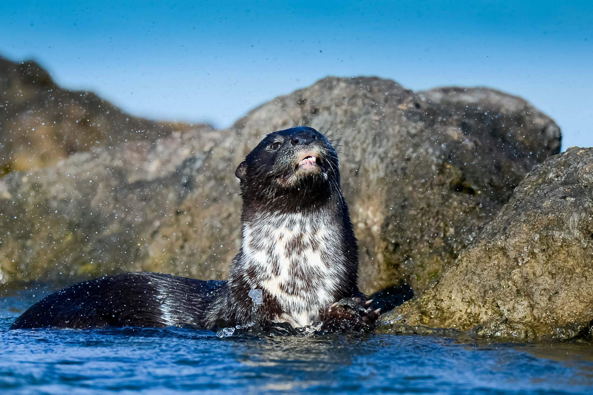 Nikon AF-S Nikkor 500mm F4D ED-IF II sample photo. Spotted-necked otter photography