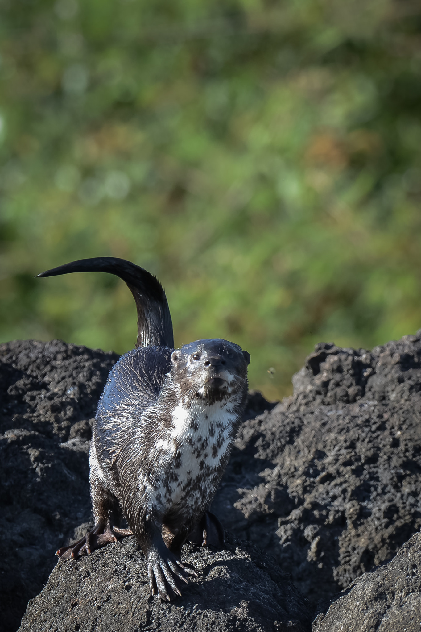 Nikon AF-S Nikkor 500mm F4D ED-IF II sample photo. Spotted-necked otter photography