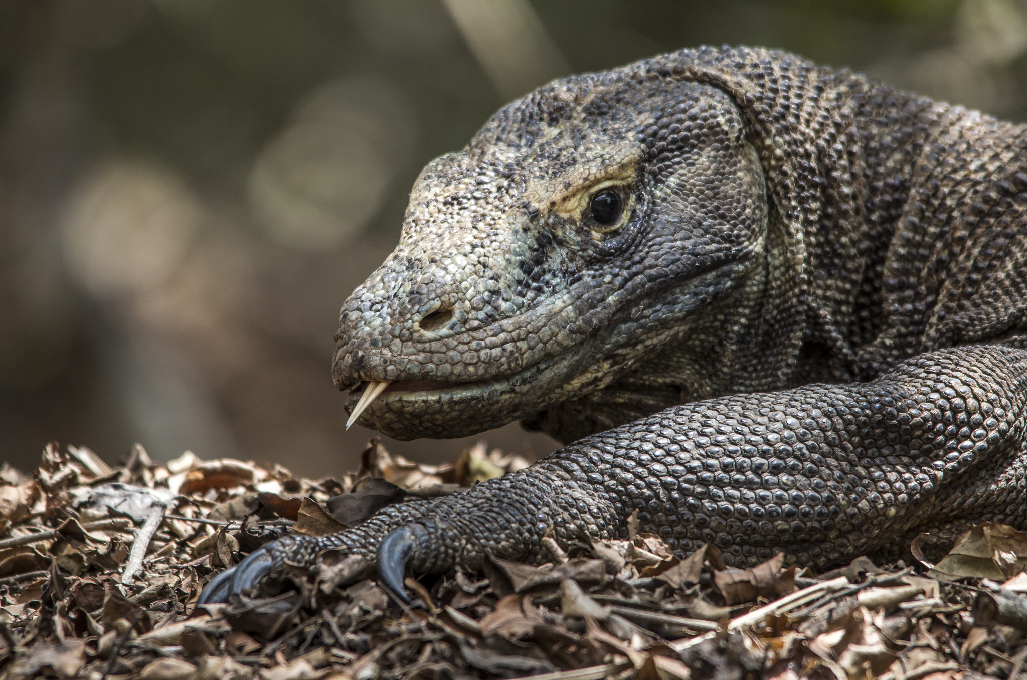 Sigma 150-500mm F5-6.3 DG OS HSM sample photo. Portrait by heart photography