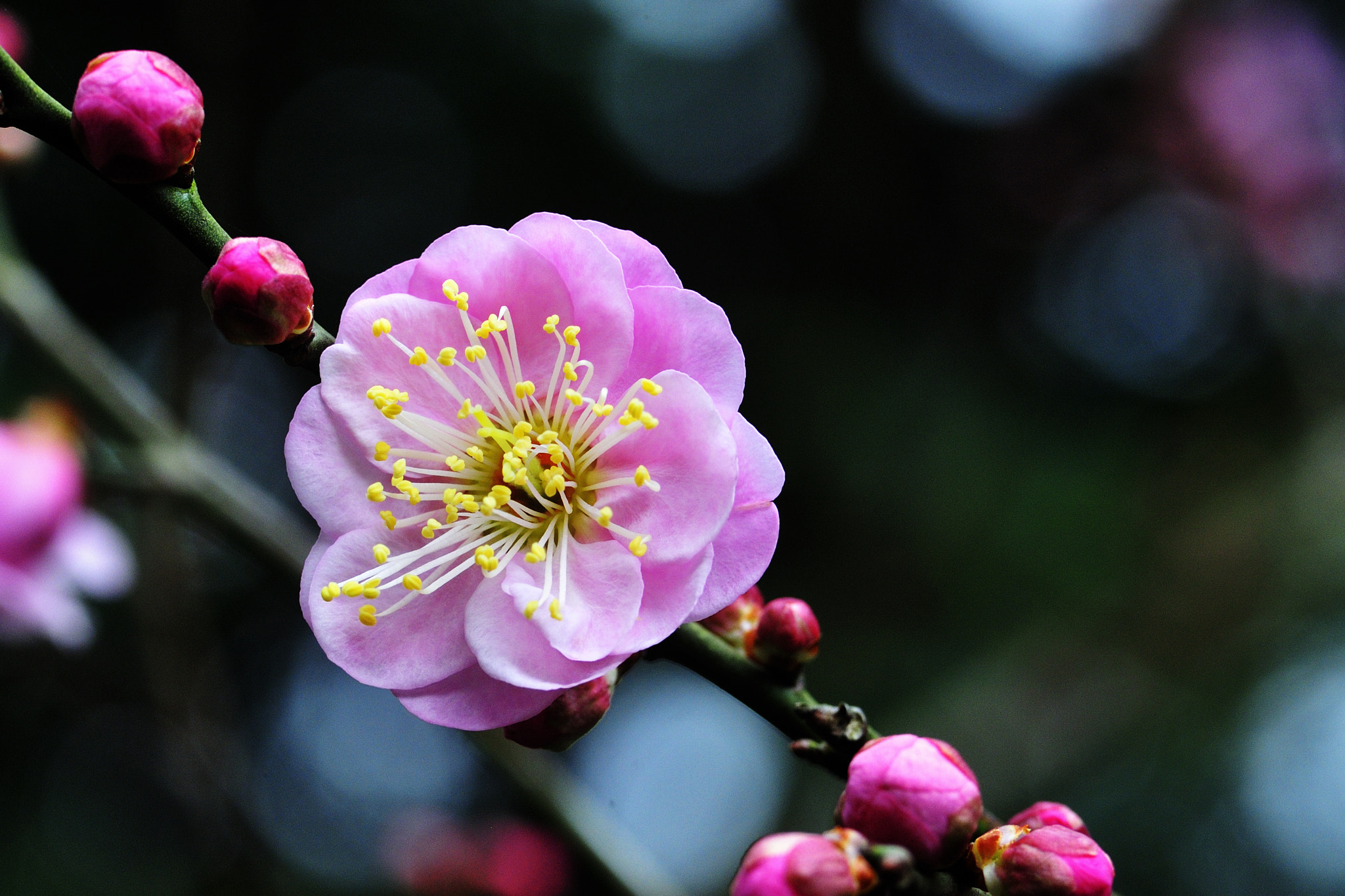 Voigtlander APO-Lanthar 90mm F3.5 SLII Close Focus sample photo. Revival photography