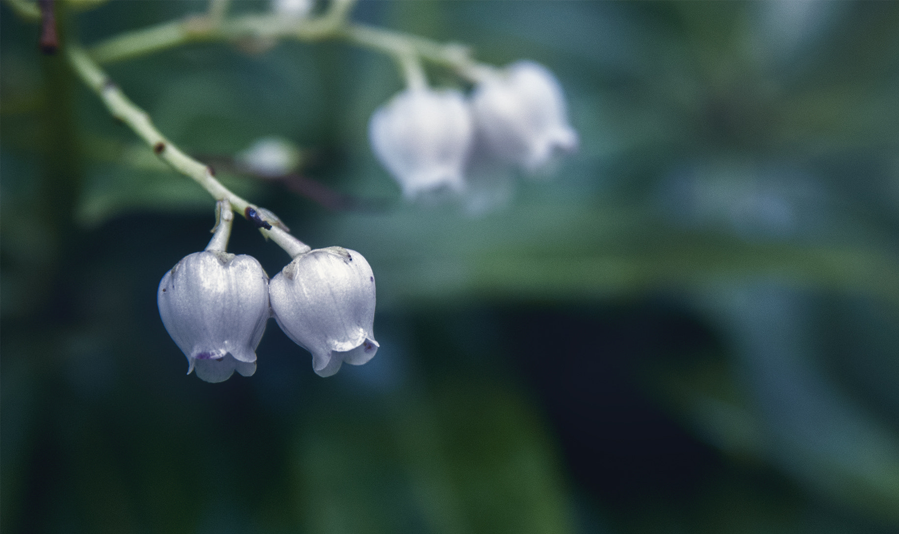 AF Zoom-Nikkor 28-105mm f/3.5-4.5D IF sample photo. Sisters photography
