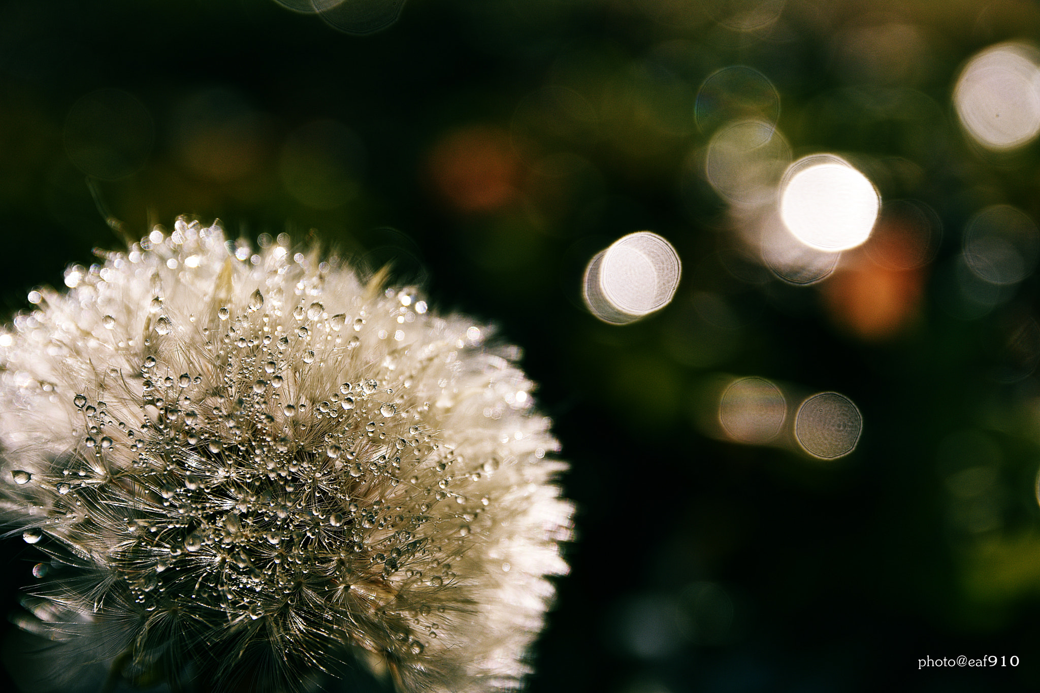 Sigma 17-70mm F2.8-4 DC Macro OS HSM | C sample photo. Tears of orphans photography