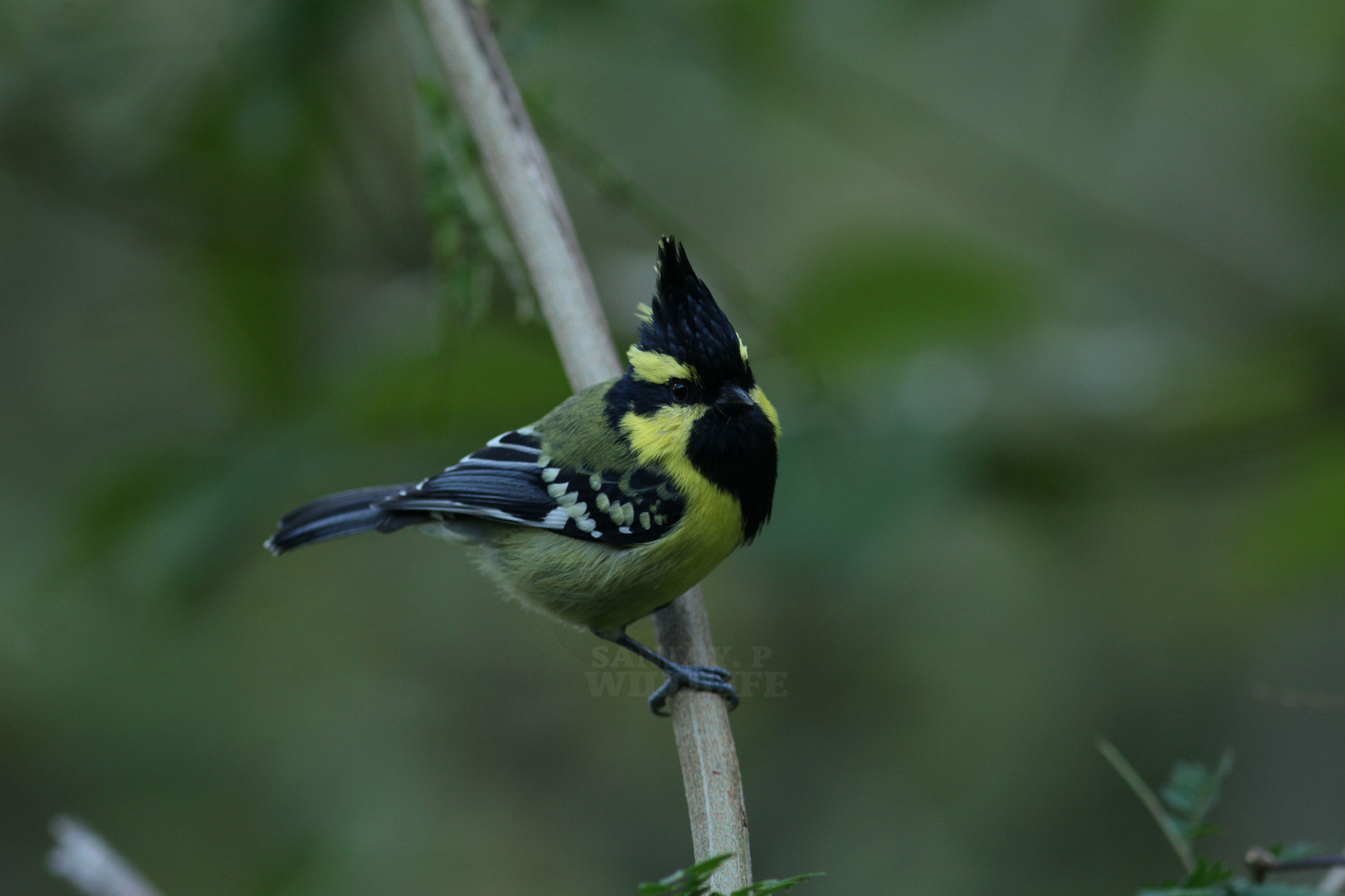 Canon EOS 60D + Canon EF 300mm F4L IS USM sample photo. Black-lored tit (parus xanthogenys) photography