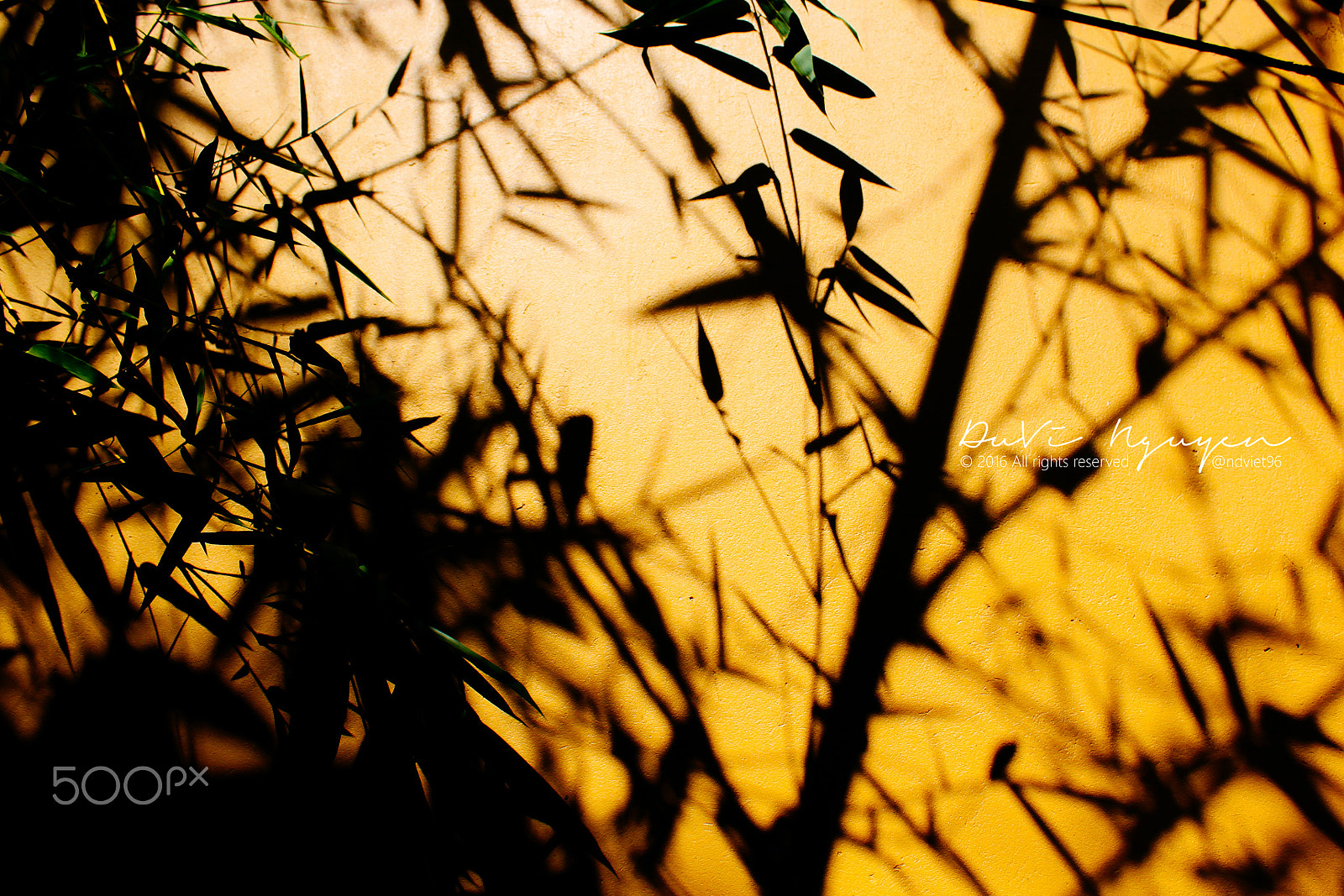 Canon EOS 500D (EOS Rebel T1i / EOS Kiss X3) sample photo. Shadows of bamboo on yellow wall photography
