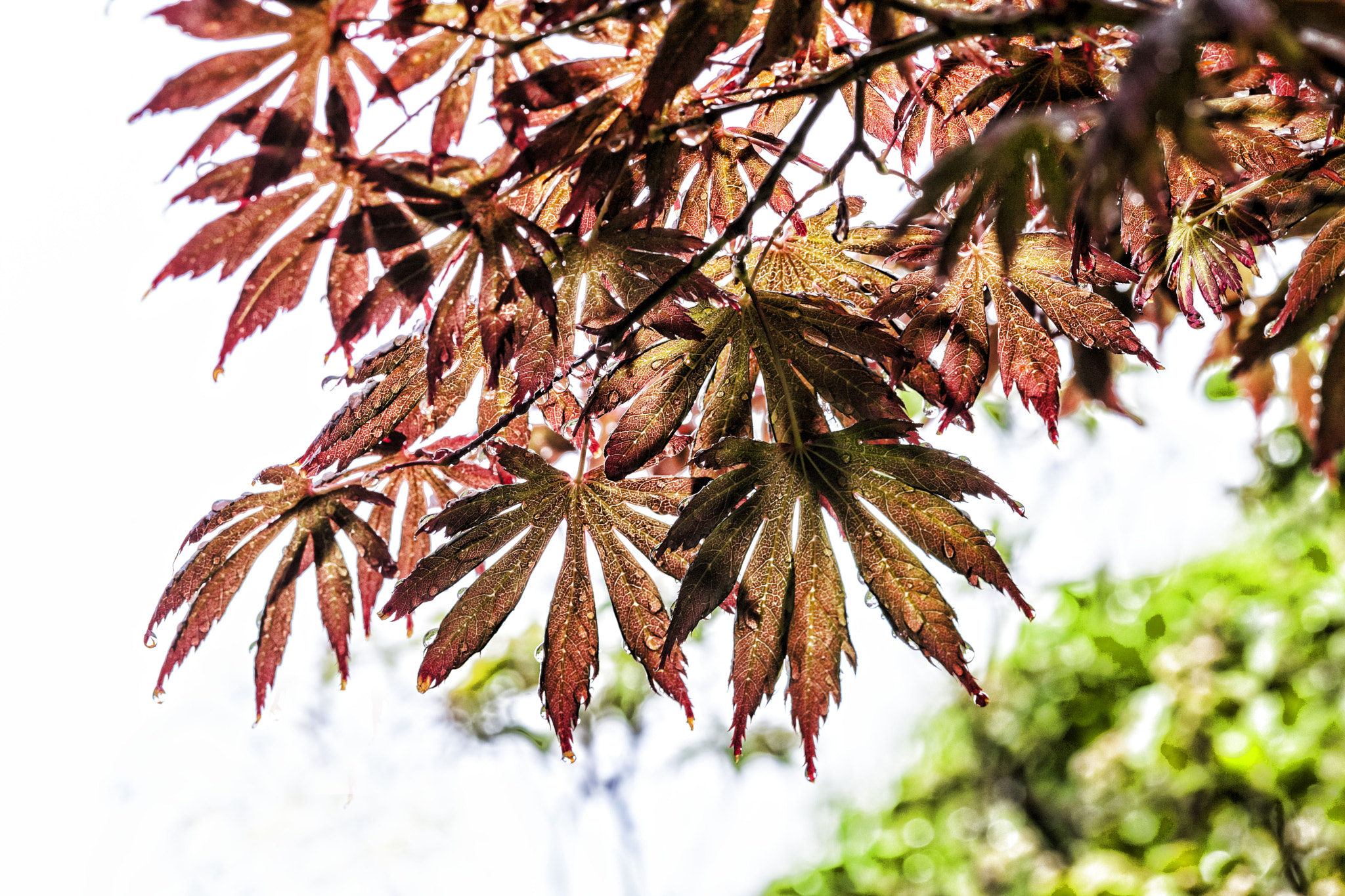 Canon EOS-1Ds Mark III sample photo. Maple photography