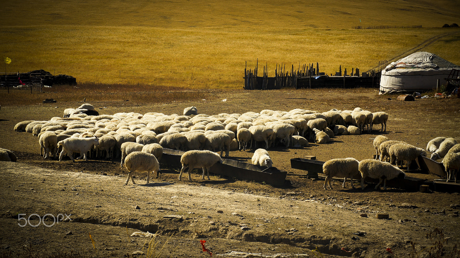 Sony NEX-5C + Sony E 18-55mm F3.5-5.6 OSS sample photo. Sheep photography