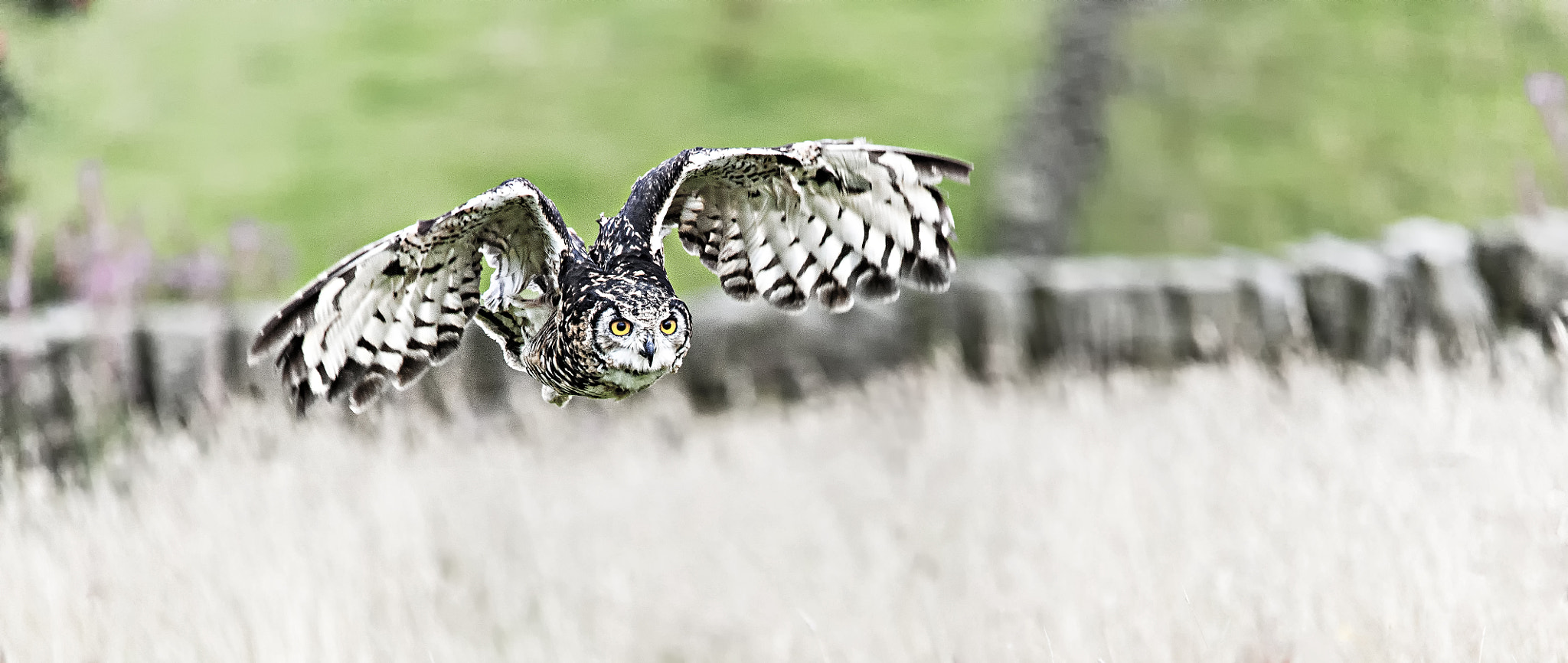 Sigma 150-500mm F5-6.3 DG OS HSM sample photo. Eagle owl photography