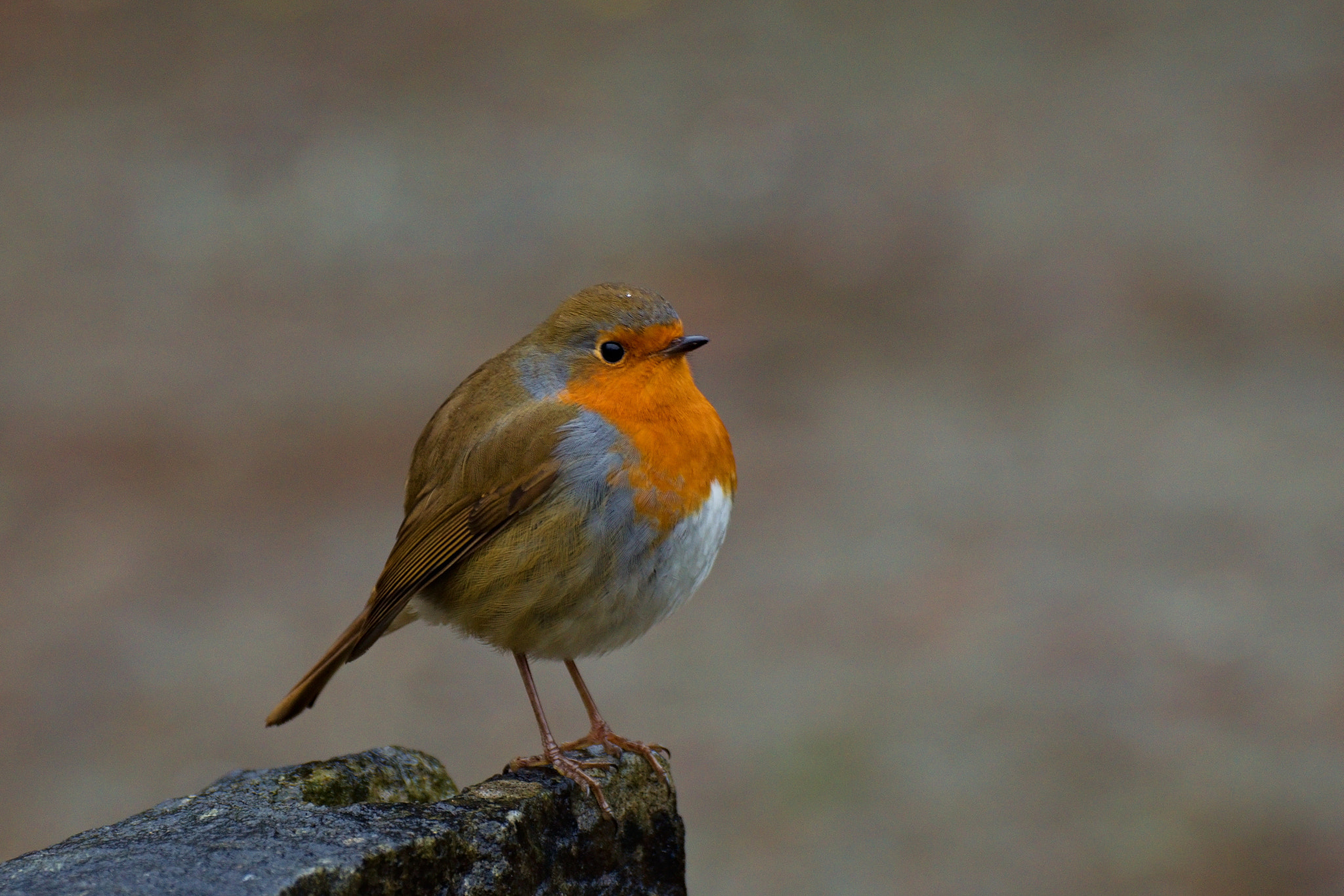 Nikon D3200 + 70.00 - 300.00 mm f/4.0 - 5.6 sample photo. Just bird photography