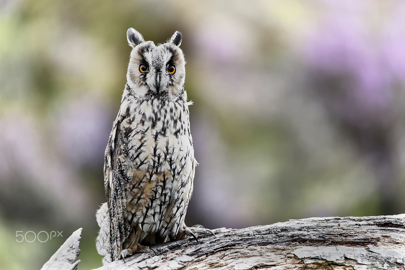 Sigma 150-500mm F5-6.3 DG OS HSM sample photo. Long eared owl photography