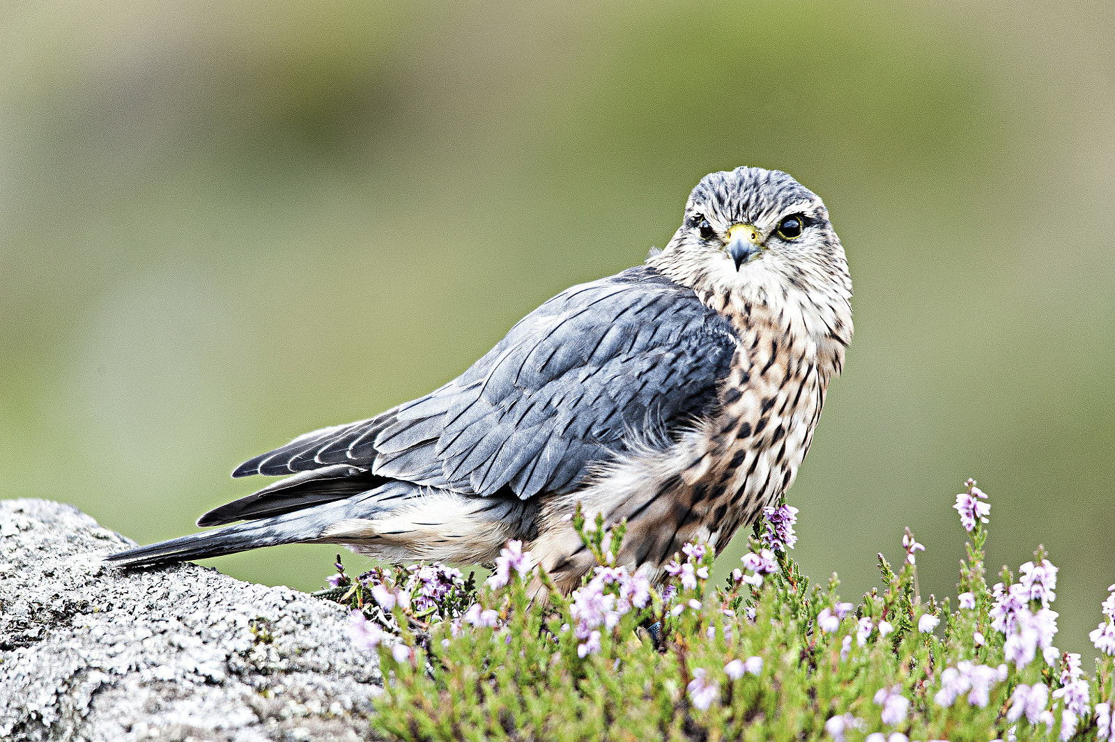 Sigma 150-500mm F5-6.3 DG OS HSM sample photo. Merlin photography