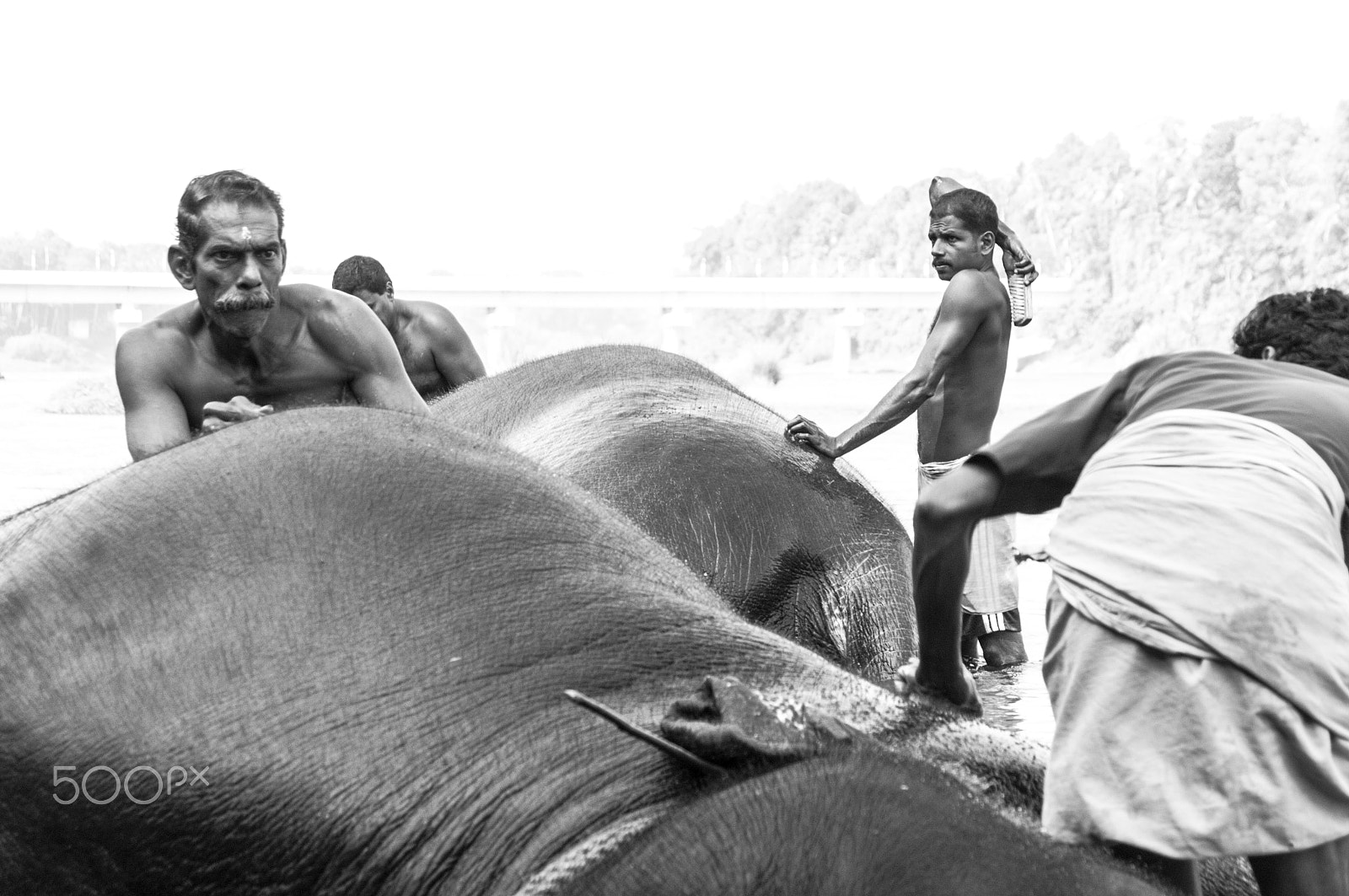 Pentax K-7 sample photo. Scrubbing the elephants photography