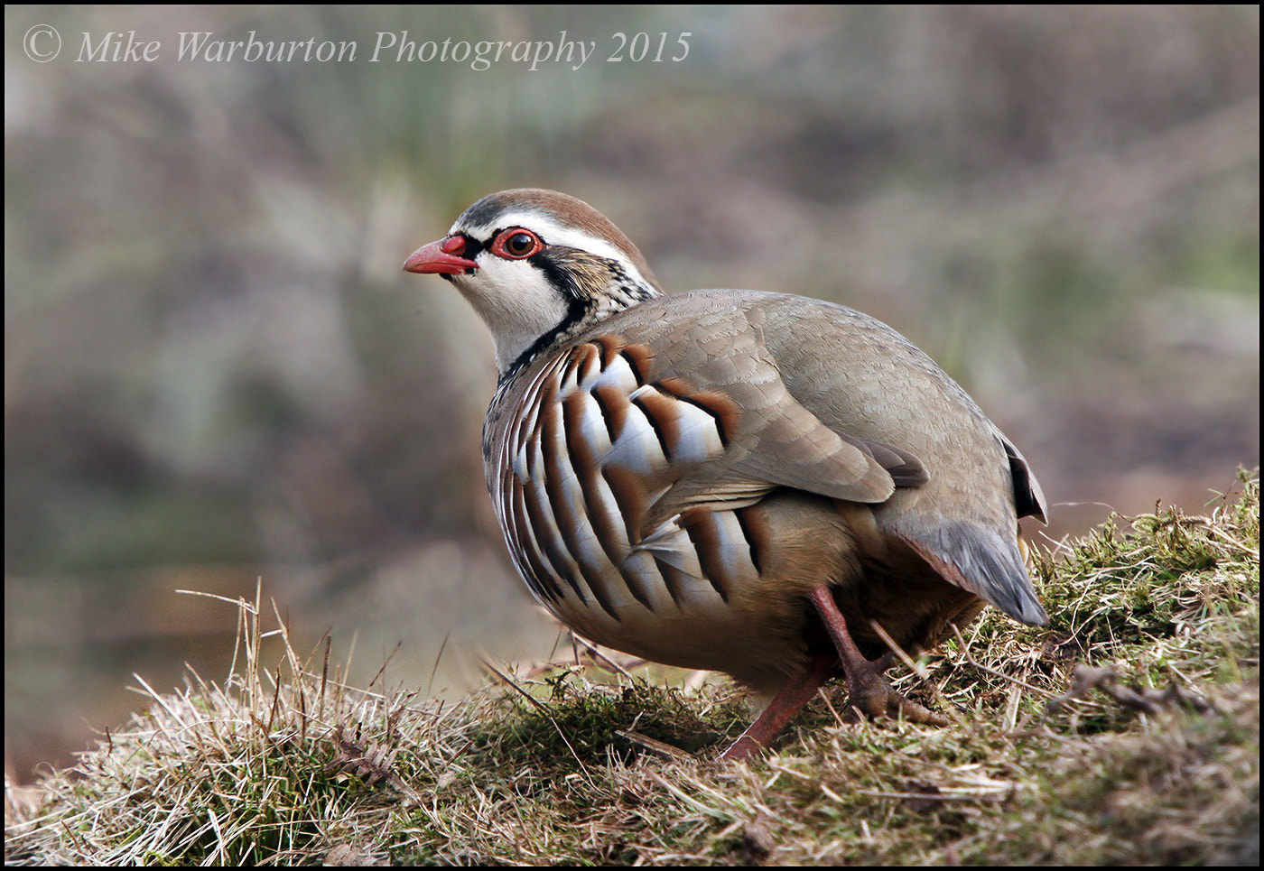 Sigma 50-500mm f/4-6.3 APO HSM EX sample photo. Red legged partridge photography