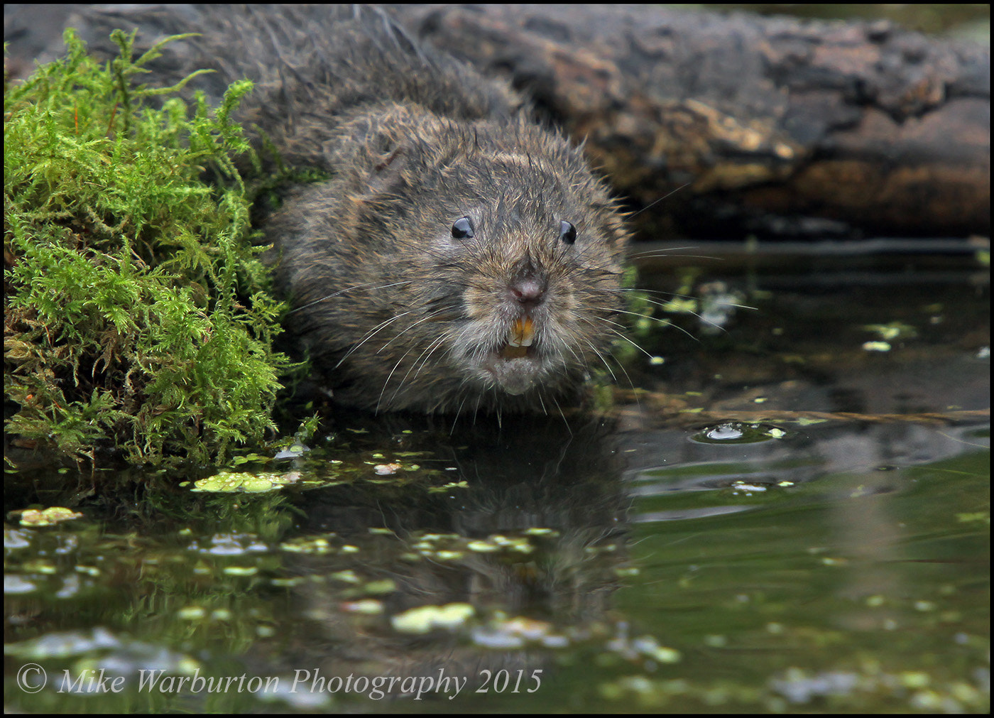 Canon EOS 50D + Sigma 50-500mm f/4-6.3 APO HSM EX sample photo. Water vole photography