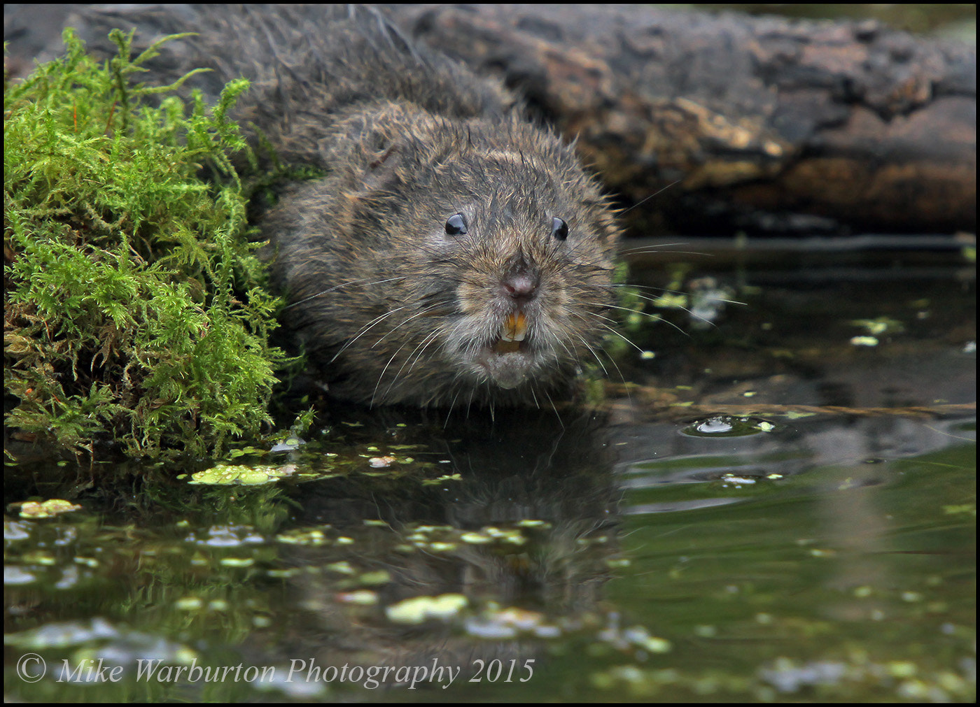 Sigma 50-500mm f/4-6.3 APO HSM EX sample photo. Water vole photography