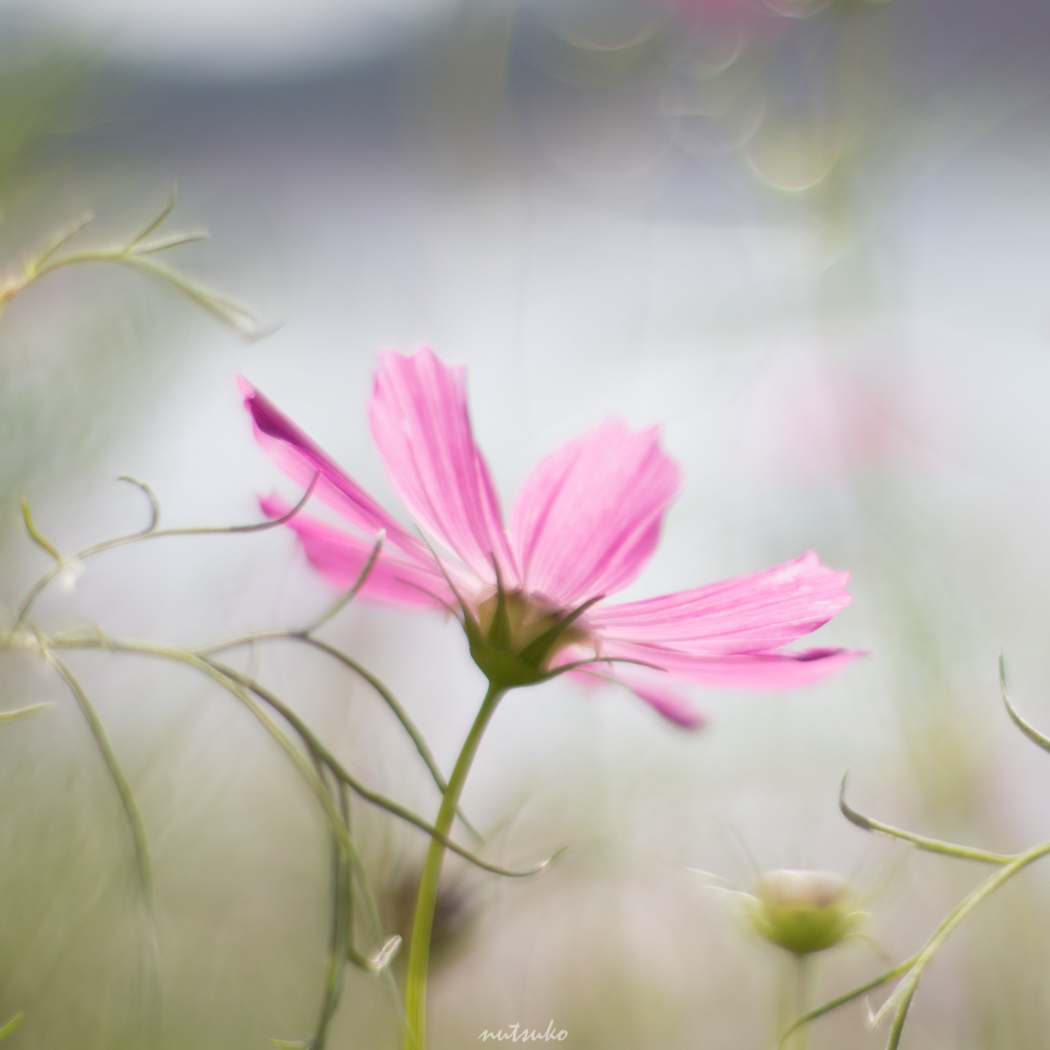 Canon EOS 70D + ZEISS Planar T* 50mm F1.4 sample photo. Cosmos flower softly photography