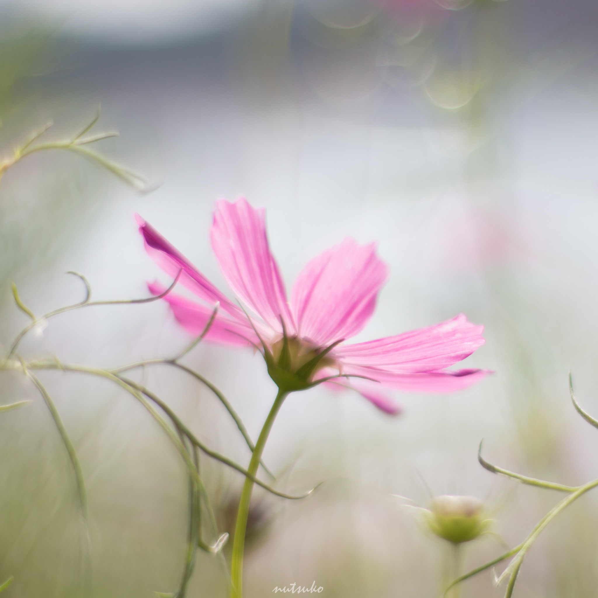 ZEISS Planar T* 50mm F1.4 sample photo. Cosmos flower softly photography
