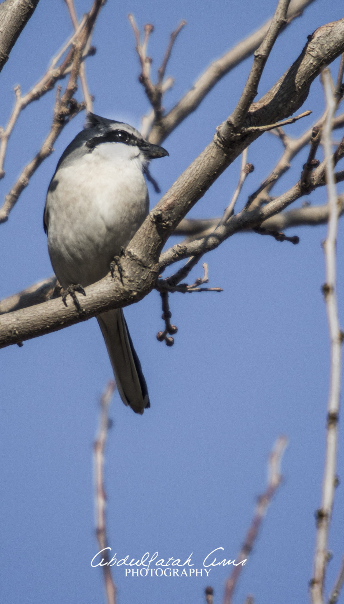 Sigma 50-500mm f/4-6.3 APO HSM EX sample photo. 08.jpg photography