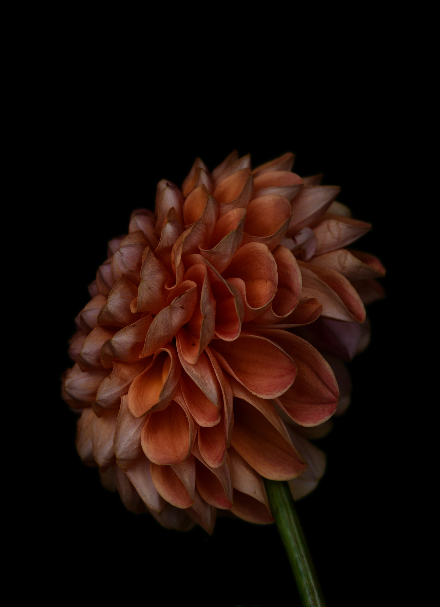 Nikon D7100 + AF Micro-Nikkor 105mm f/2.8 sample photo. Dahlia photography