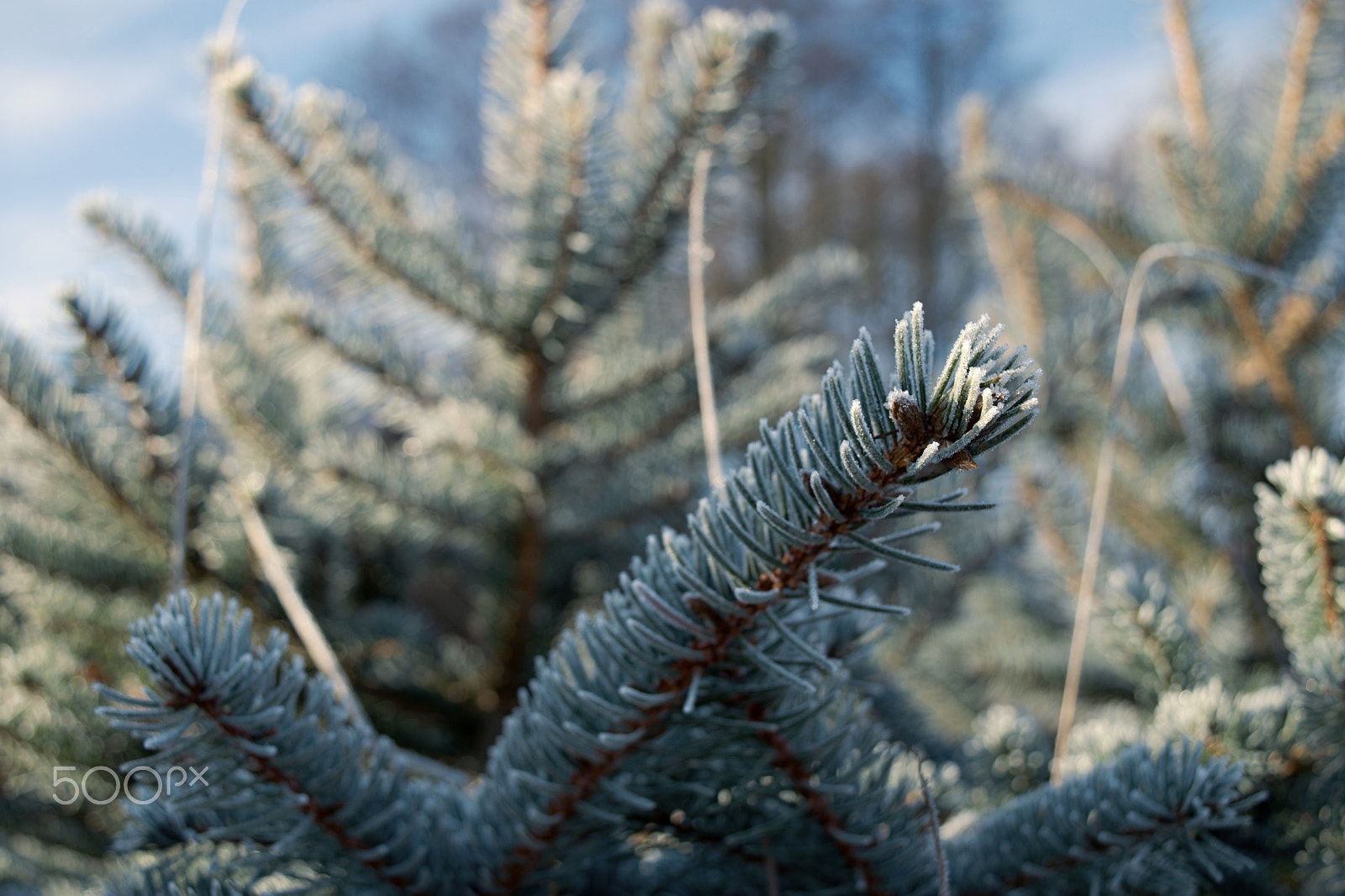 18.00 - 55.00 mm f/3.5 - 5.6 sample photo. Winter photography