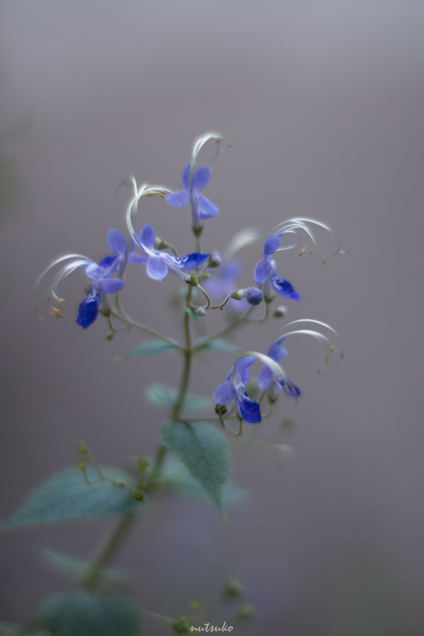 Canon EOS 70D + ZEISS Planar T* 50mm F1.4 sample photo. Little blue flower photography