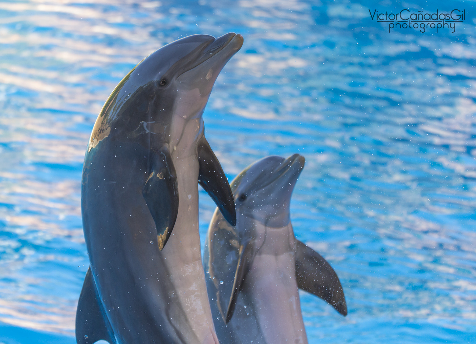 Canon EOS 7D + Sigma 150mm f/2.8 EX DG OS HSM APO Macro sample photo. Dolphins photography