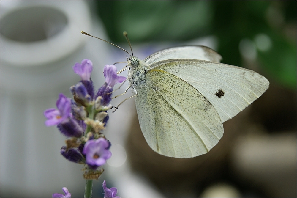 Sony DT 18-55mm F3.5-5.6 SAM sample photo. The lightness of summer photography