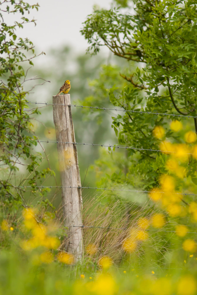 Canon EOS 50D + Canon EF 300mm F4L IS USM sample photo. Bruant jaune photography