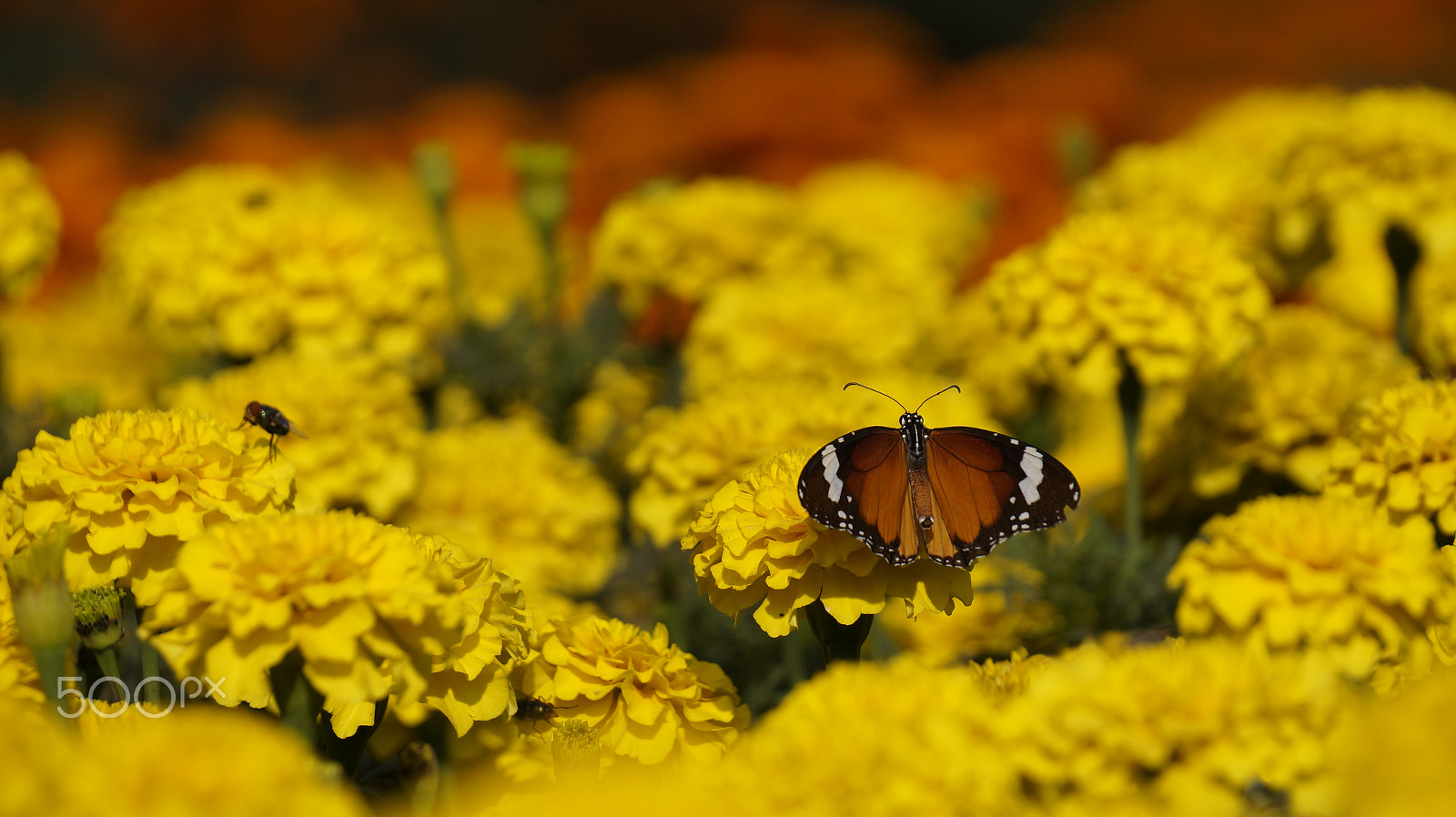 Sony E 55-210mm F4.5-6.3 OSS sample photo. Philippines butterfly photography