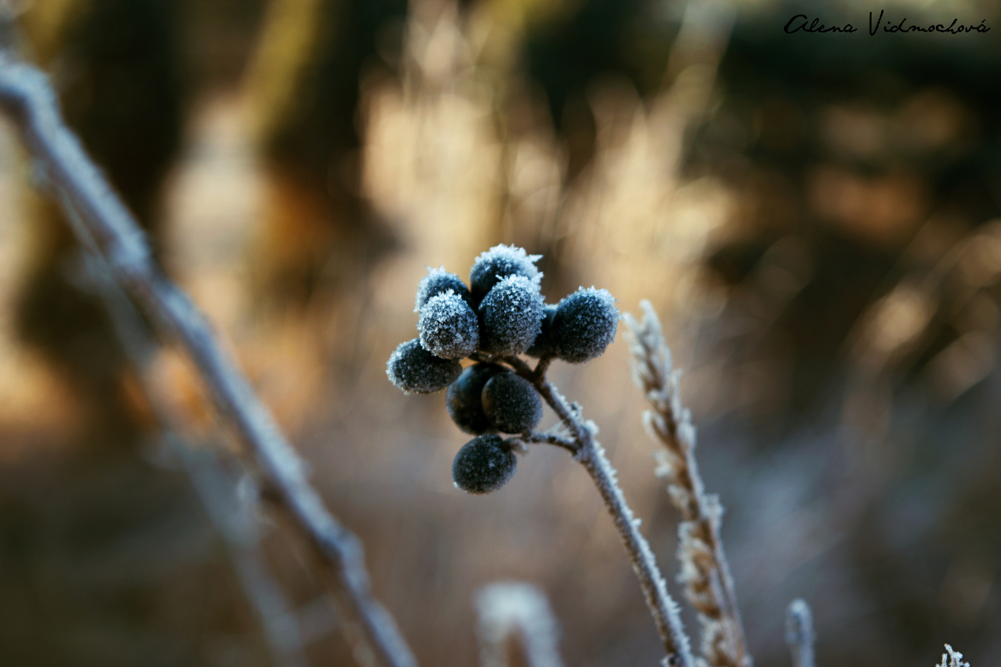 Nikon D3300 + 18.00 - 55.00 mm f/3.5 - 5.6 sample photo. Icing photography