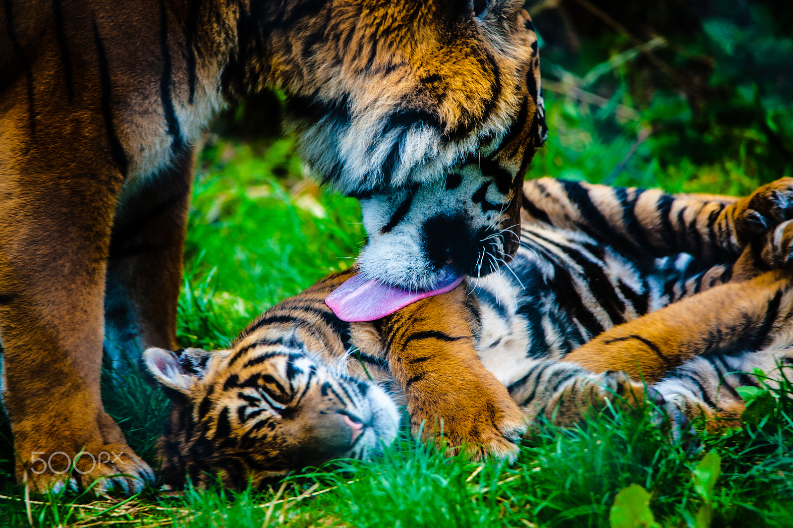 Sigma 150-500mm F5-6.3 DG OS HSM sample photo. Tiger photography