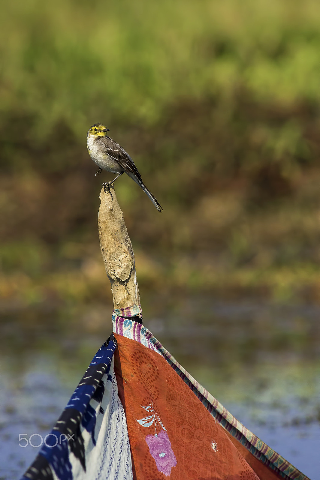 Canon EOS 600D (Rebel EOS T3i / EOS Kiss X5) + Canon EF 400mm F5.6L USM sample photo. Citrine wagtail photography
