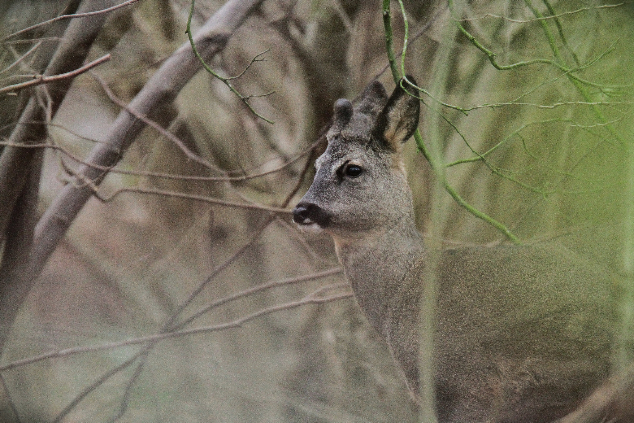 Canon EOS 7D + Tamron SP 150-600mm F5-6.3 Di VC USD sample photo. Roe deer photography