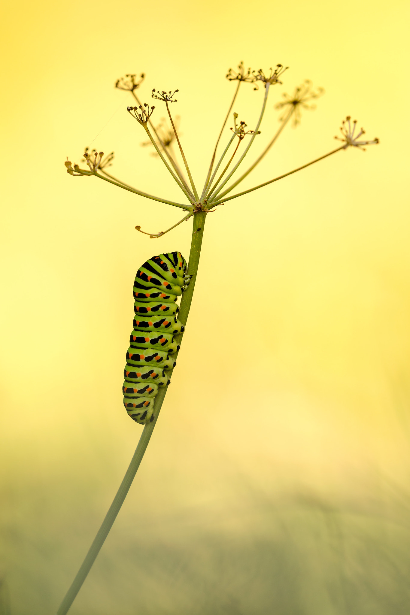 Sigma 150mm F2.8 EX DG Macro HSM sample photo. Papilio machaon photography